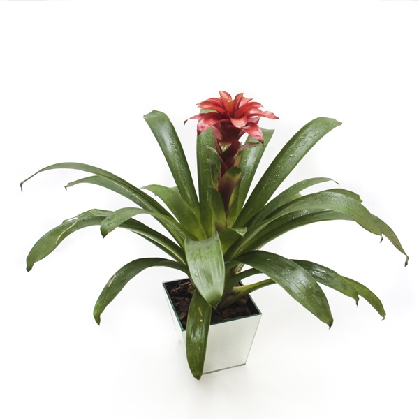 Bromélia Plantada