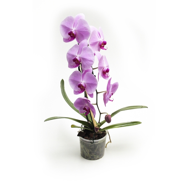Orquídea Lilás Cascata NAO CONTEM EMBALAGEM PARA PRESENTE
