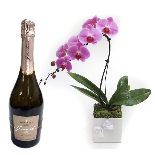 Orquidea Phaleanopsis Lilas Cascata No Cachepo Branco Com Salton Espumante