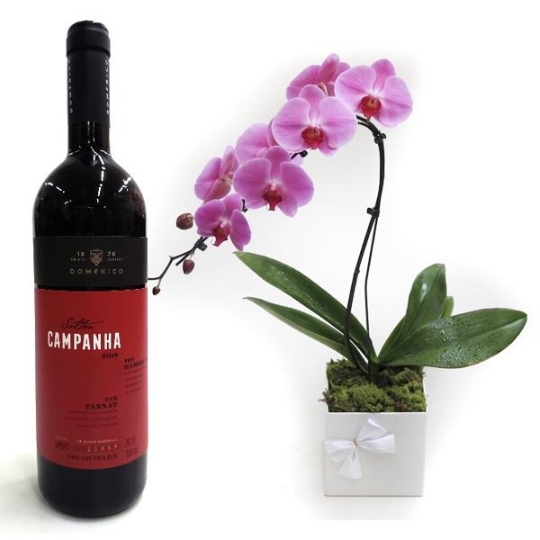 Orquidea Phaleanopsis Lilas Cascata No Cachepo Branco Com Vinho Salton