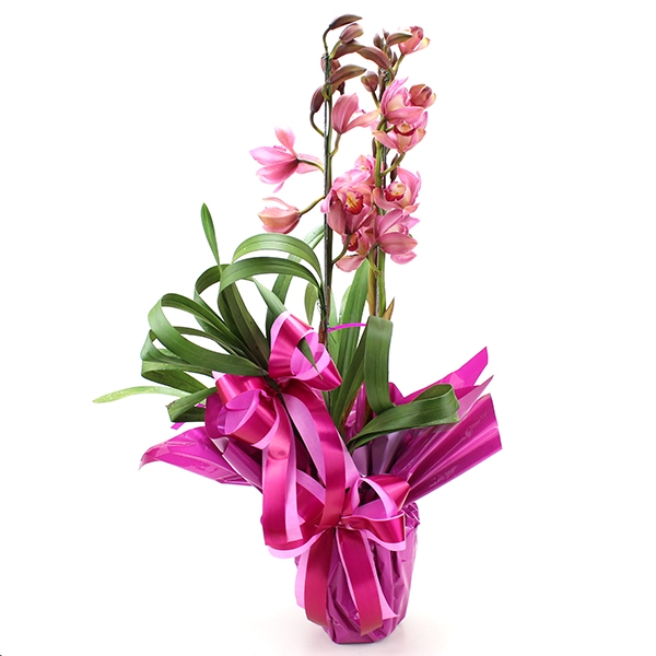 Orquídea Cymbidium Star Rose.