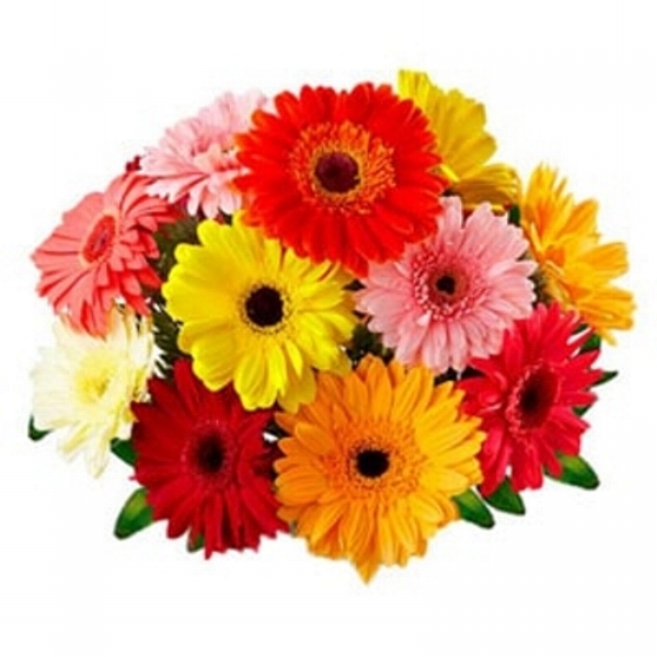 Buque Gerberas
