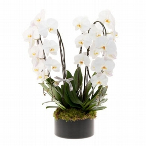 Deslumbrante Orquidea Branca Cascata No Vaso de Vidro Redondo Com 2 Hastes