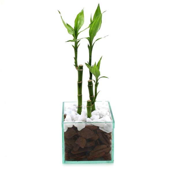 Bambu Da Sorte No Vaso de Vidro
