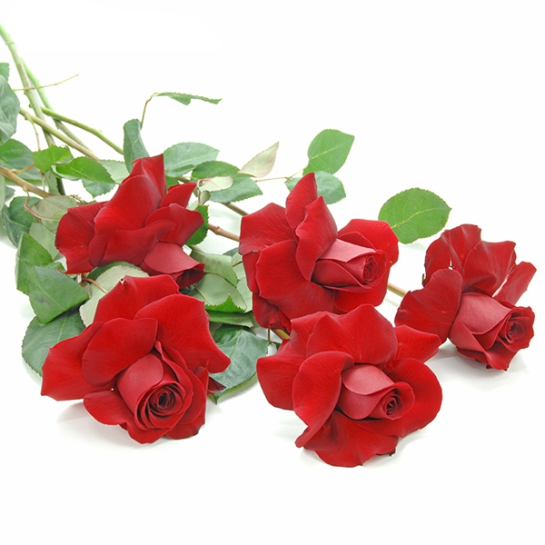 ROSA COLOMBIANA-1 HASTE - não contém embalagem para presente