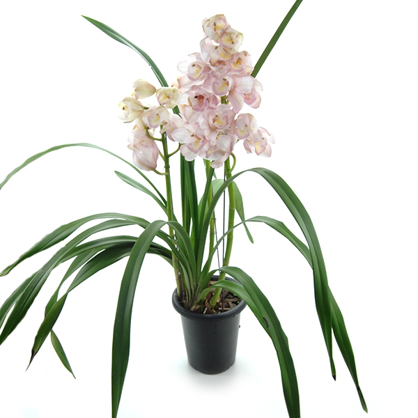 ORQUIDEA SIMBIDIUM ROSA CLARA