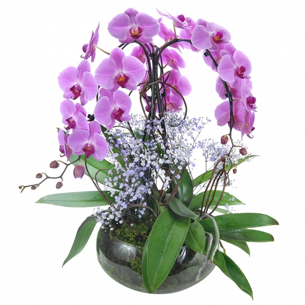 Encanto de Orquídeas Lilás com 3Hastes