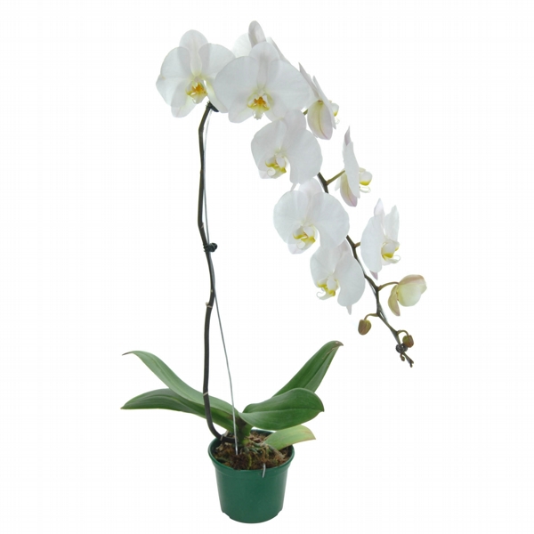 Orquidea Phalaenopsis - NAO CONTEM EMBALAGEM PARA PRESENTE