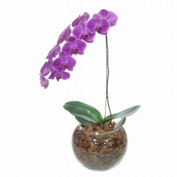 Orquidea Encantada Phalaenopsis Cascata Lilas Com 1 Hastes