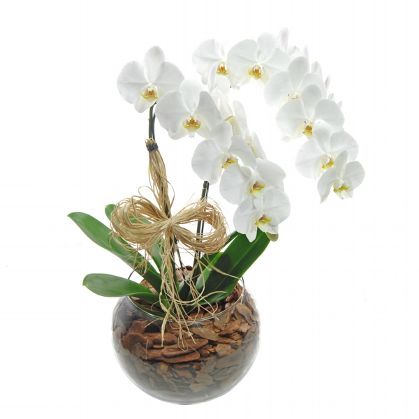 Orquidea Cascata No Vaso De Vidro Com Duas Hastes
