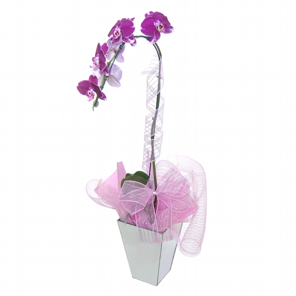 Belissima Orquidea Cascata no Vaso de Vidro Espelhado - Lilas Escuro