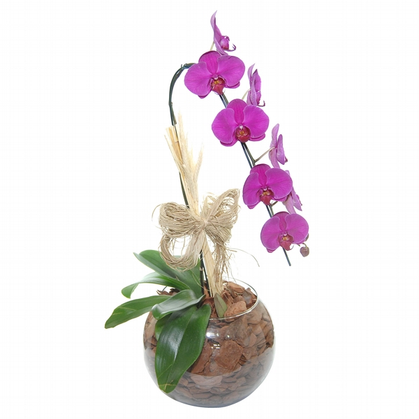 Lindissima Orquidea Cascata Lilas