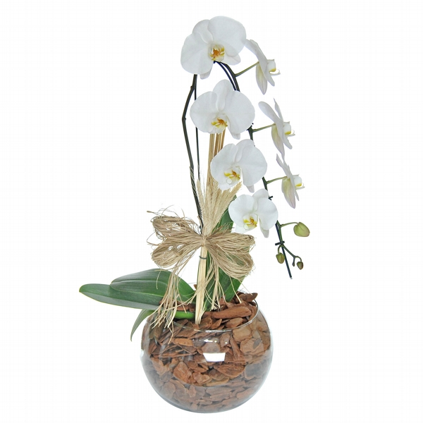 Lindissima Orquidea Cascata Branca Com Laço de Rafia