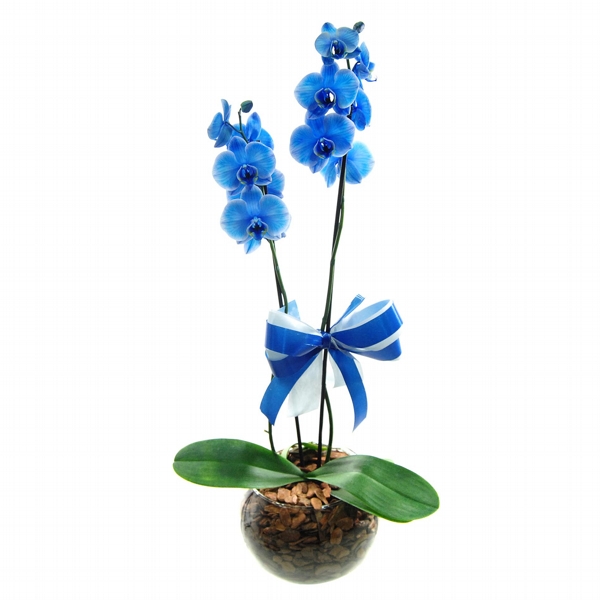 Radiante Orquidea Azul No Elegante Vaso de Vidro 2 Hastes
