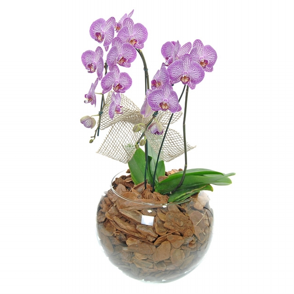 Orquídea Exótica Com Duas Hastes No Vaso De Vidro