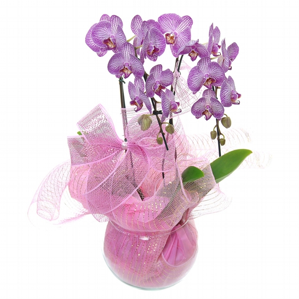 Orquidea Exotica Na Tela Rosa Com Duas Hastes No Vaso De Vidro.