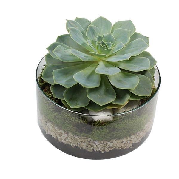 Suculenta No Vaso De Vidro Redondo