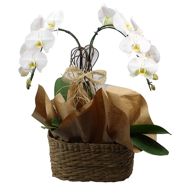 Orquidea Branca Na Cesta De Vime