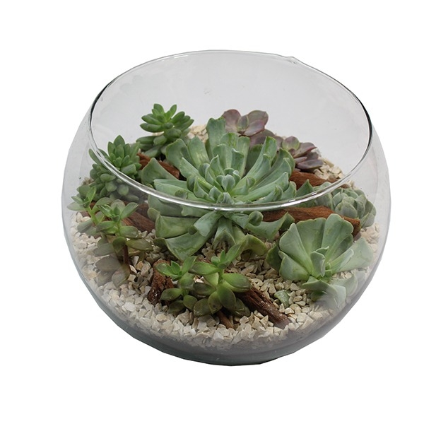 Terrário No Vaso De Vidro Redondo