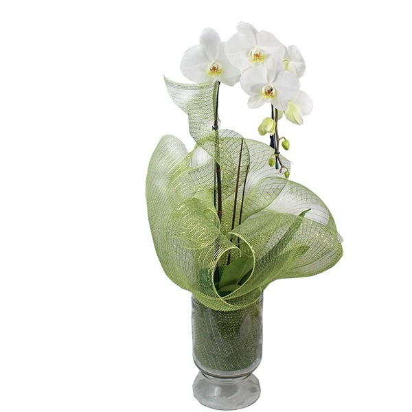 Orquidea Branca Cascata No Vaso De Vidro !