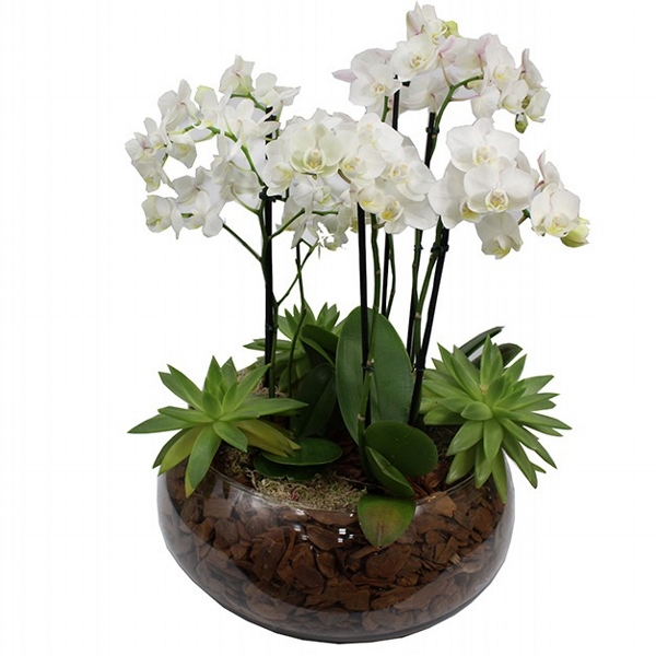Aquário De Mini Orquídeas Brancas