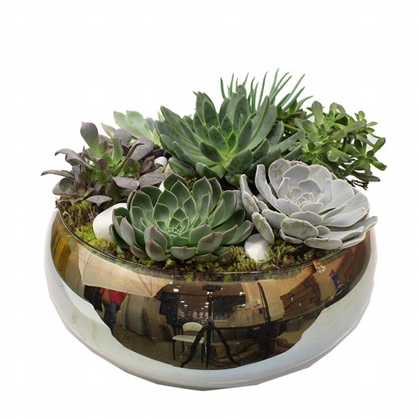 Terrário De Suculenta No Vaso Redondo