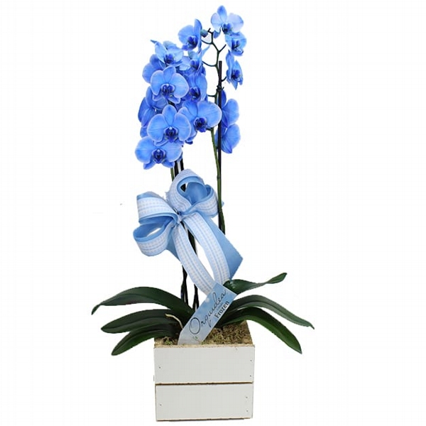Orquidea Azul Com Duas Hastes No Cachepo De Madeira