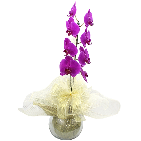 Orquídea Cascata Lilás No Vaso De Vidro na Tela