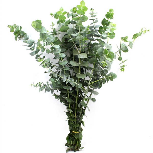 Folhagem eucalipto