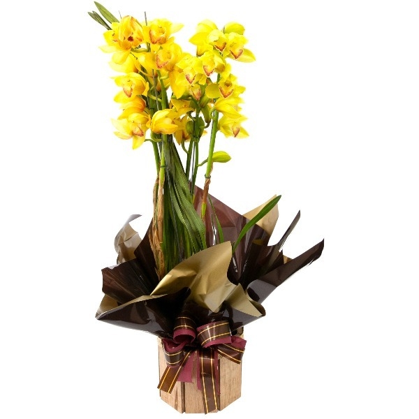 Orquidea Cymbidium Amarela