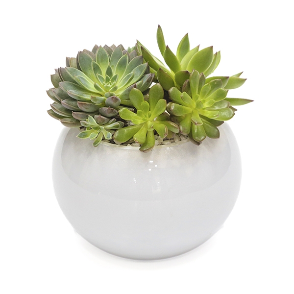 SUCULENTAS WHITE