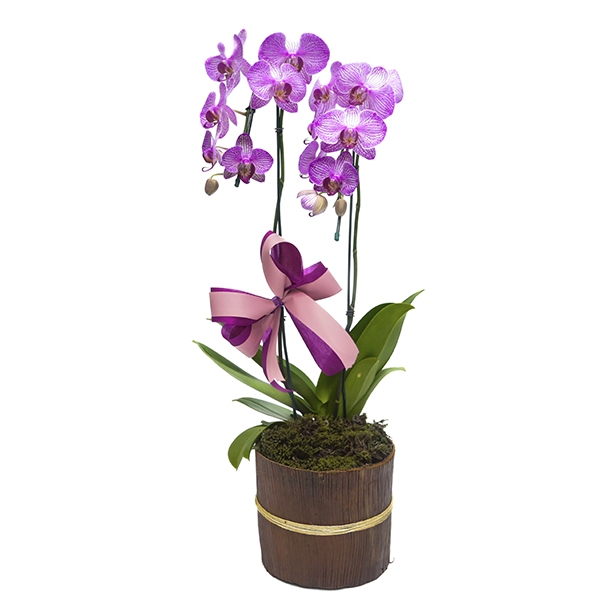Orquídea lilas exotica duas hastes