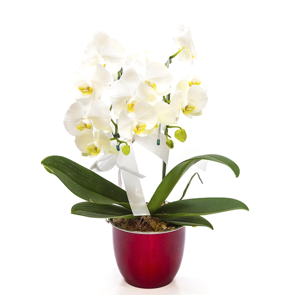 Orquídea Branca com 2 hastes no vaso de Alumínio