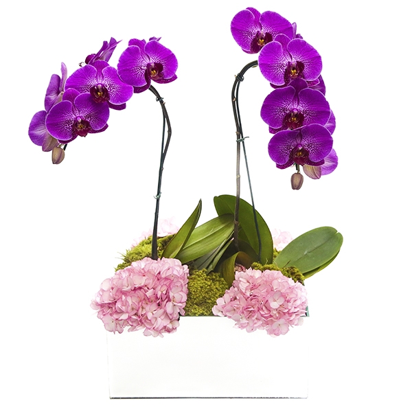 Orquídea Cascata Lilás com Hortência  - 2 hastes