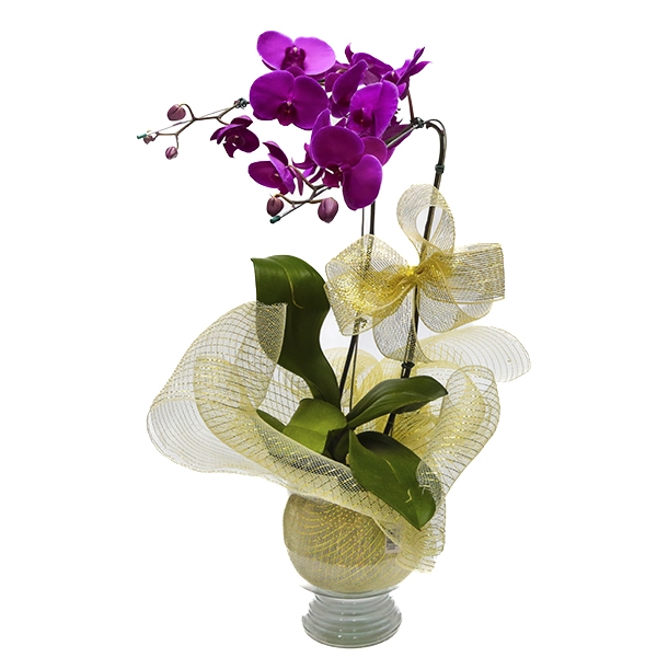 Orquídea lilás na tela - 2 hastes