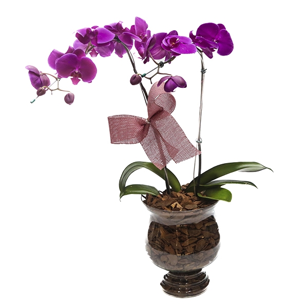 Orquídea Lilás no aquário com cascalho