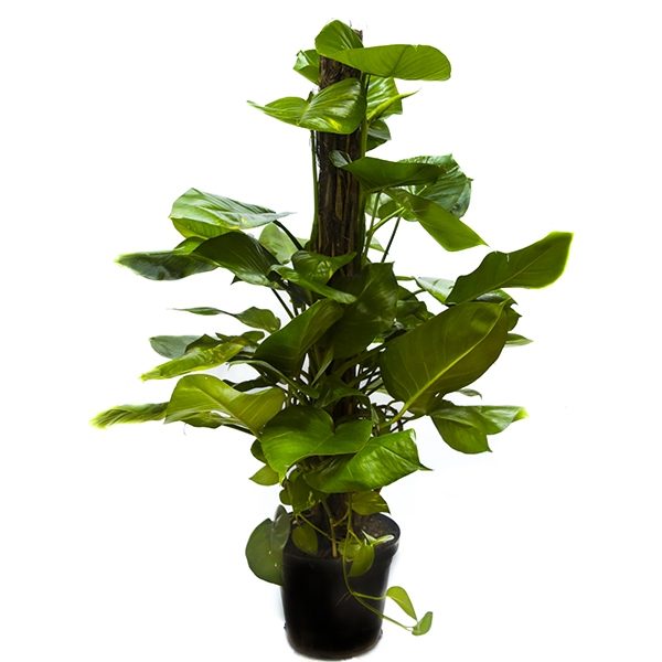 Jibóia Plantada