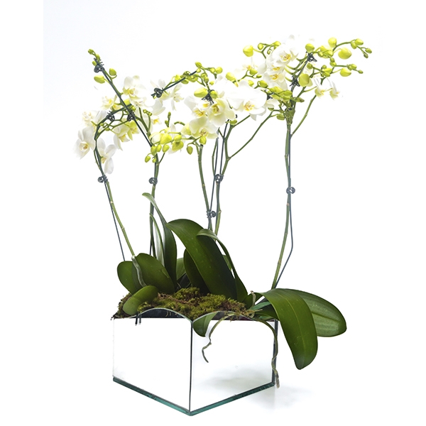 Mini Orquídea Branca no Vaso espelhado