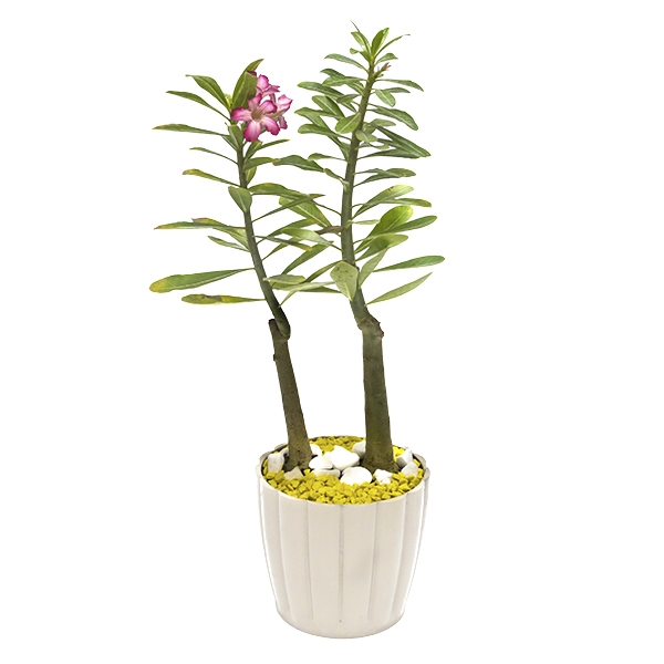 Rosa do Deserto