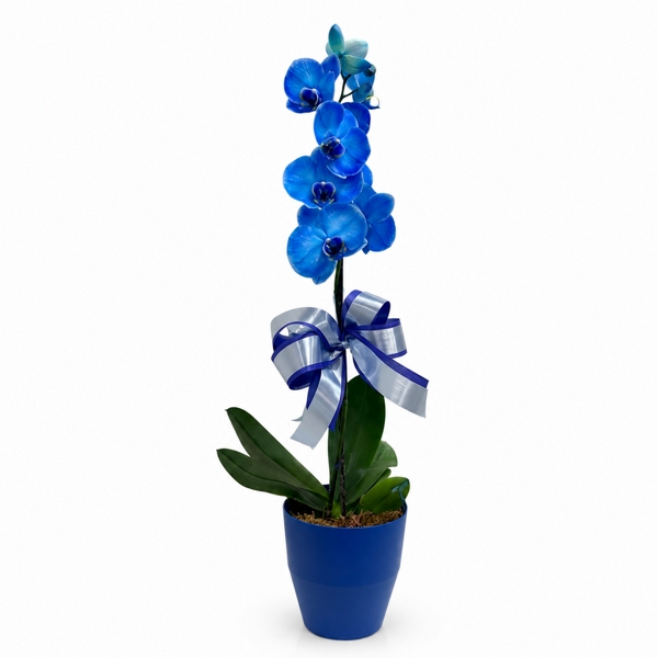Orquídea Azul - Especial Mães