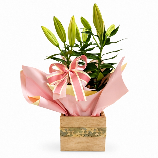 Lírio Cor de Rosa Plantado (Botões Fechados)