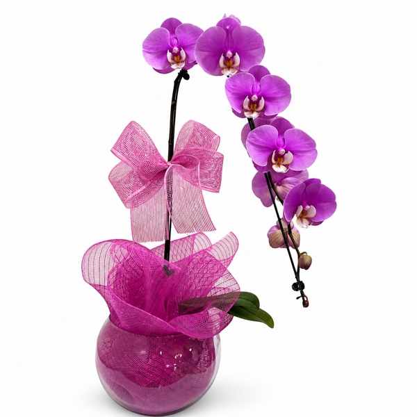 Orquidea Cascata Lilás na Tela-Especial Mães