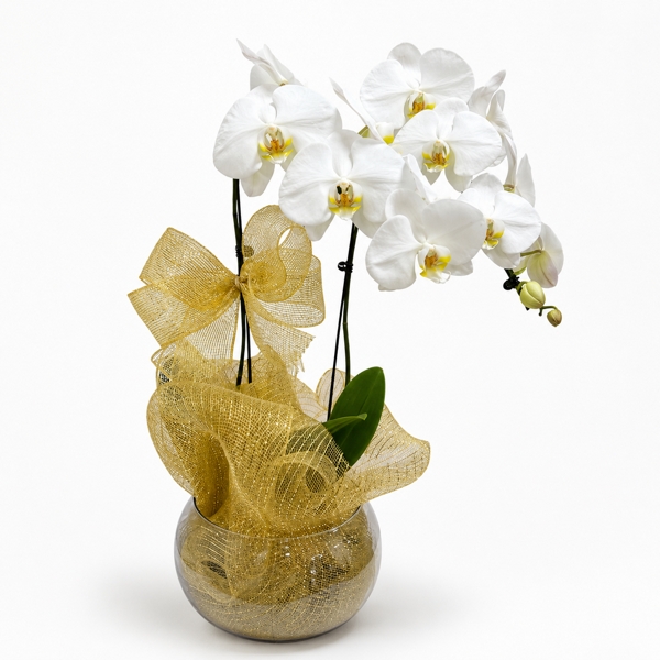 Orquídea Branca na Tela- Duas Hastes