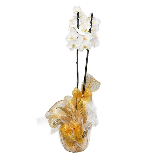 Orquídea Branca Porte Grande