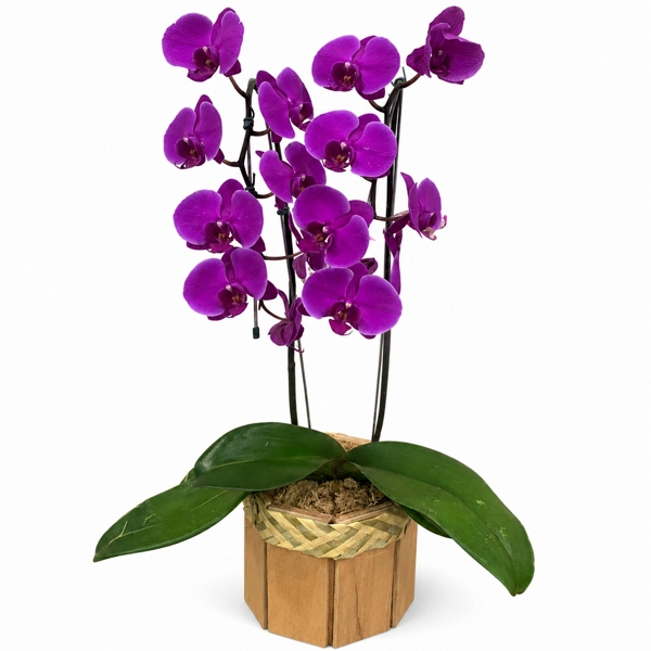 Orquídea Phalaenopsis Roxa no Cachepô de Madeira – Presente Elegante
