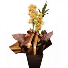 Orquidea Cymbidium Jamaica