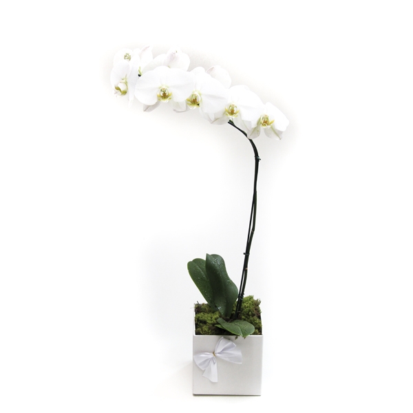 Orquidea Phaleanopsis Branca  No Cachepo Com 1 Haste
